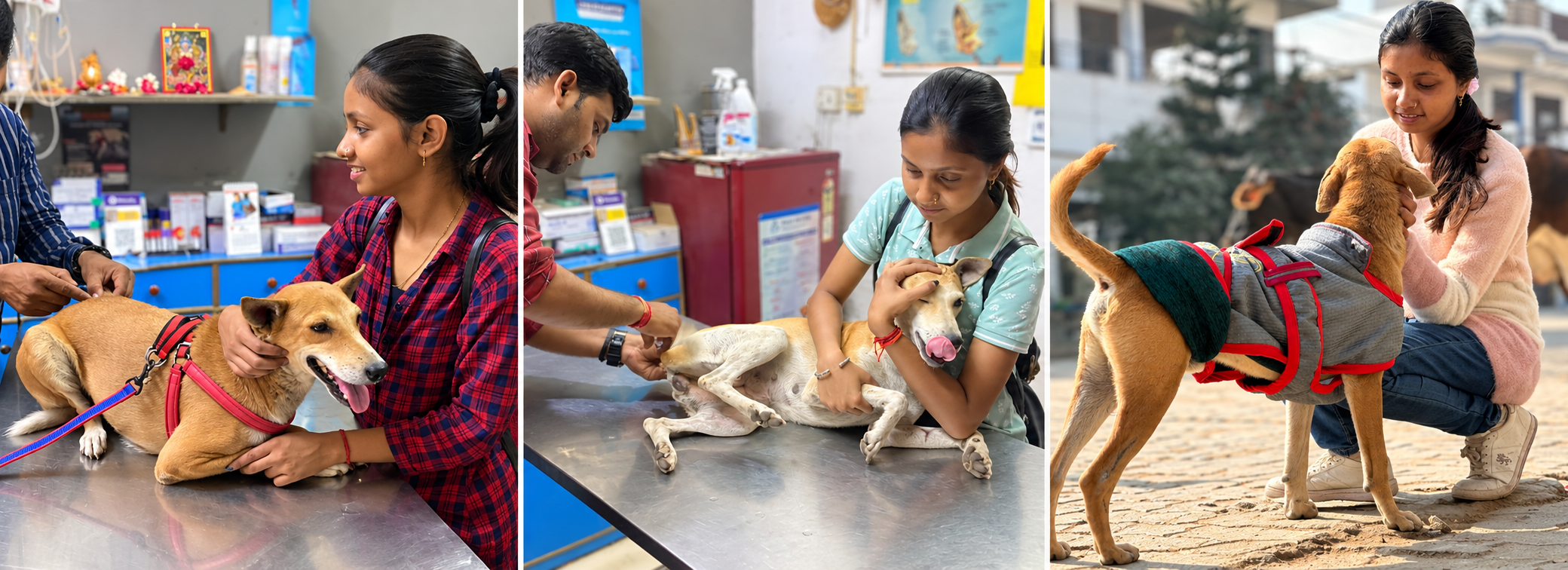 Furry Tales Trust animal-care moments: a rescued dog receiving veterinary care and affection, and a dog being comforted outdoors